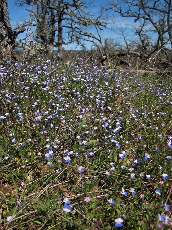 large-flowered blue-eyed-Mary (Collinsia grandiflora) [Memaloose Hills, Wasco County, Oregon]