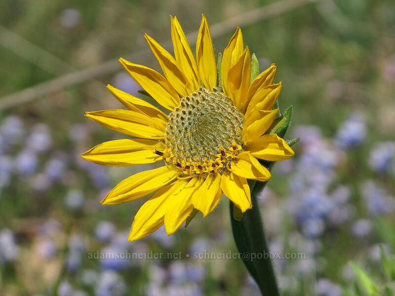 balsamroot (Balsamorhiza sp.) [Memaloose Hills, Wasco County, Oregon]