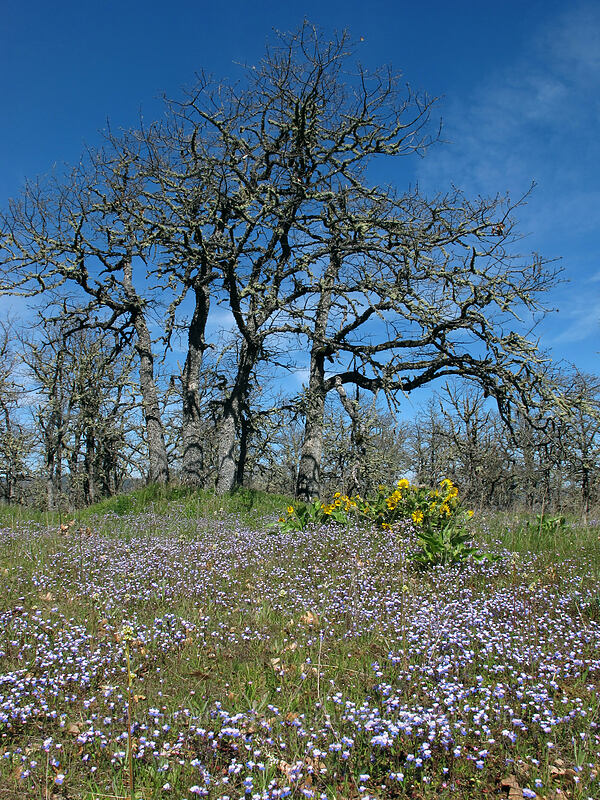 large-flowered blue-eyed-Mary & balsamroot (Collinsia grandiflora, Balsamorhiza sp.) [Memaloose Hills, Wasco County, Oregon]