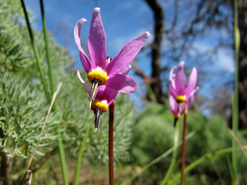 desert shooting-stars (Dodecatheon conjugens (Primula conjugens)) [Memaloose Hills, Wasco County, Oregon]