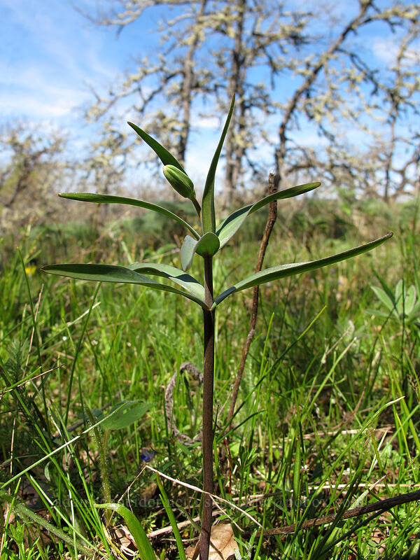 chocolate lily, budding (Fritillaria affinis) [Memaloose Hills, Wasco County, Oregon]