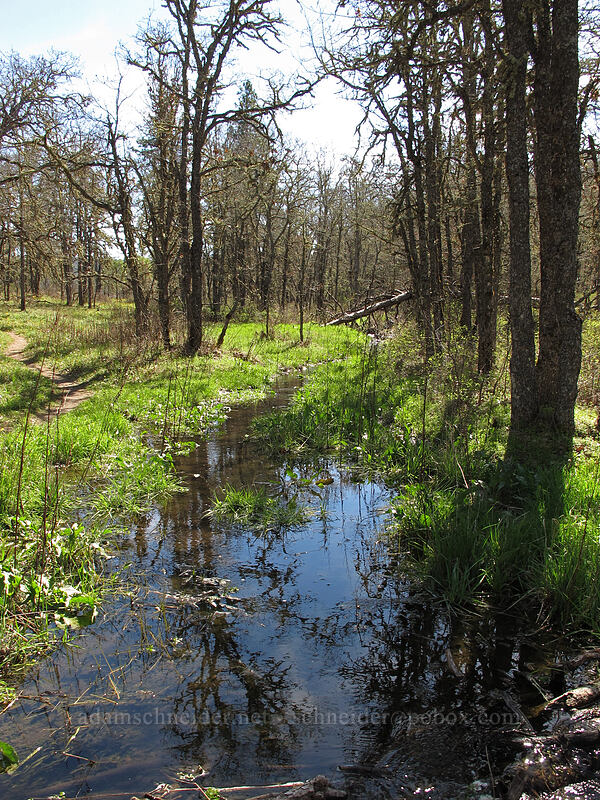 stream from Wetland Spring [Memaloose Hills, Wasco County, Oregon]