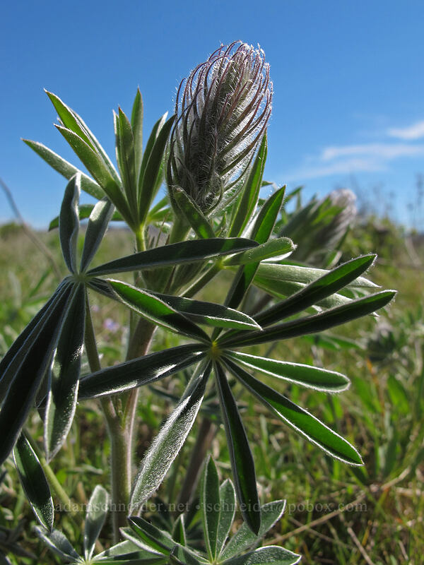 lupine, budding (Lupinus sp.) [Marsh Hill, Wasco County, Oregon]