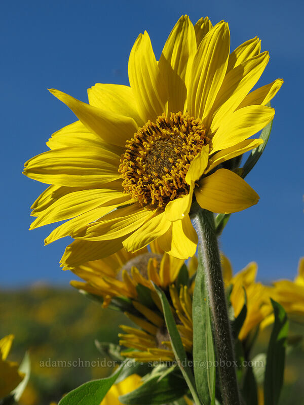 balsamroot (Balsamorhiza sp.) [Chatfield Hill, Wasco County, Oregon]
