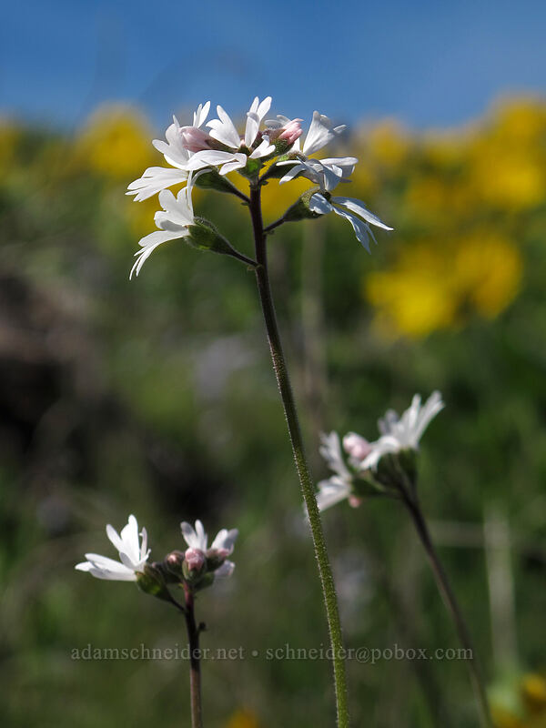 prairie stars (Lithophragma parviflorum) [Chatfield Hill, Wasco County, Oregon]