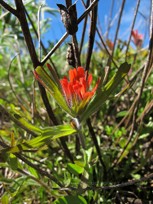 harsh paintbrush (Castilleja hispida) [Chatfield Hill, Wasco County, Oregon]