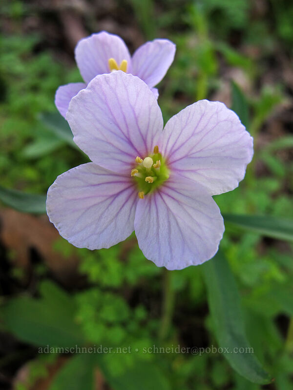 oaks toothwort (Cardamine nuttallii) [Memaloose Hills, Wasco County, Oregon]