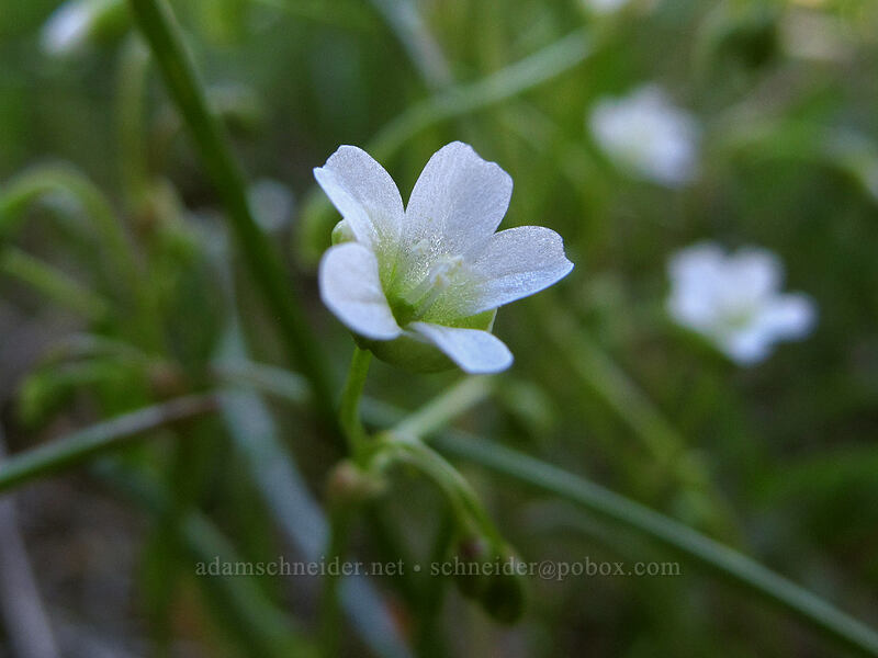 line-leaf montia (Montia linearis (Claytonia linearis)) [Memaloose Hills, Wasco County, Oregon]