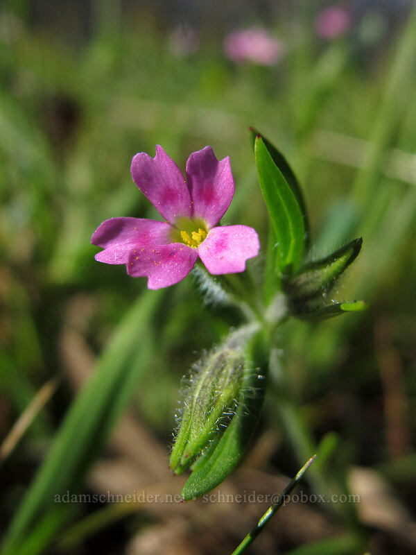slender phlox (Microsteris gracilis (Phlox gracilis)) [Memaloose Hills, Wasco County, Oregon]