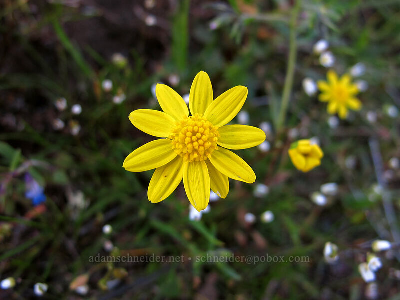 gold stars (Crocidium multicaule) [Memaloose Hills, Wasco County, Oregon]