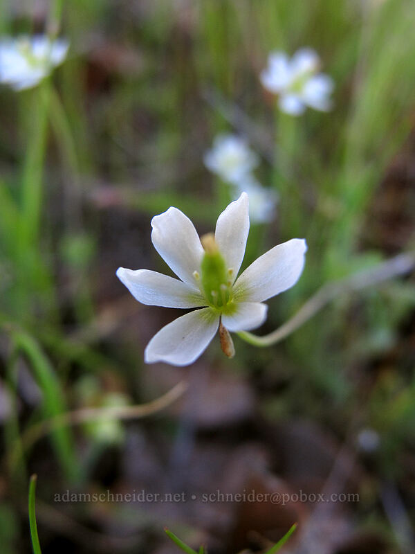 Oregon meconella (white fairy-poppy) (Meconella oregana) [Memaloose Hills, Wasco County, Oregon]