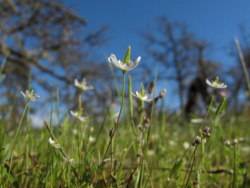 Oregon meconella (white fairy-poppy) (Meconella oregana) [Memaloose Hills, Wasco County, Oregon]