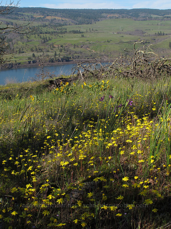 gold stars (Crocidium multicaule) [Memaloose Overlook, Wasco County, Oregon]