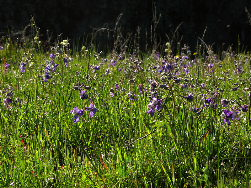 larkspur (Delphinium nuttallianum) [Tom McCall Preserve, Wasco County, Oregon]