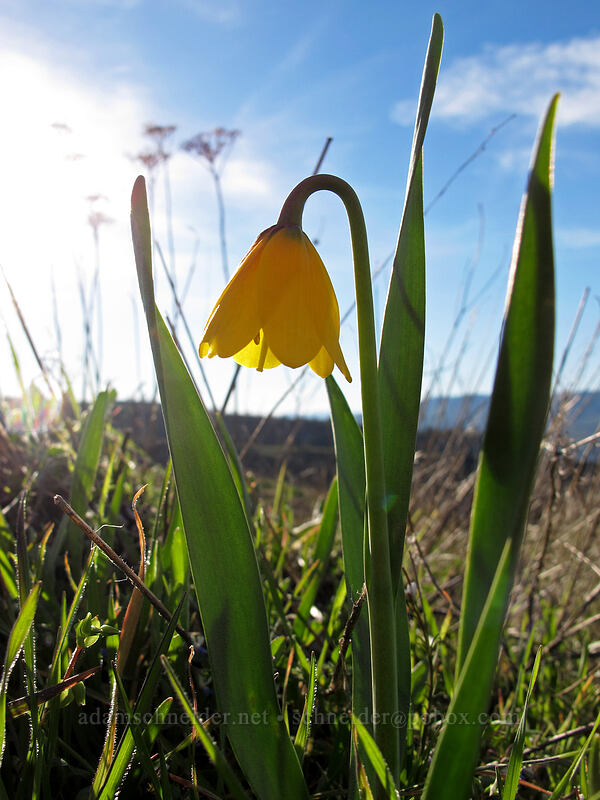 yellow bells (Fritillaria pudica) [Tom McCall Preserve, Wasco County, Oregon]