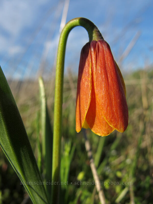 yellow bells, fading to orange (Fritillaria pudica) [Tom McCall Preserve, Wasco County, Oregon]