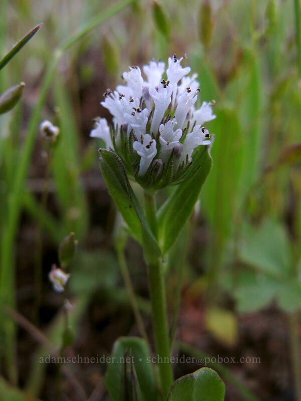 white plectritis (Plectritis macrocera) [Tom McCall Preserve, Wasco County, Oregon]