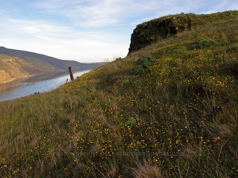 gold stars & Columbia desert parsley (Crocidium multicaule, Lomatium columbianum) [Tom McCall Preserve, Wasco County, Oregon]