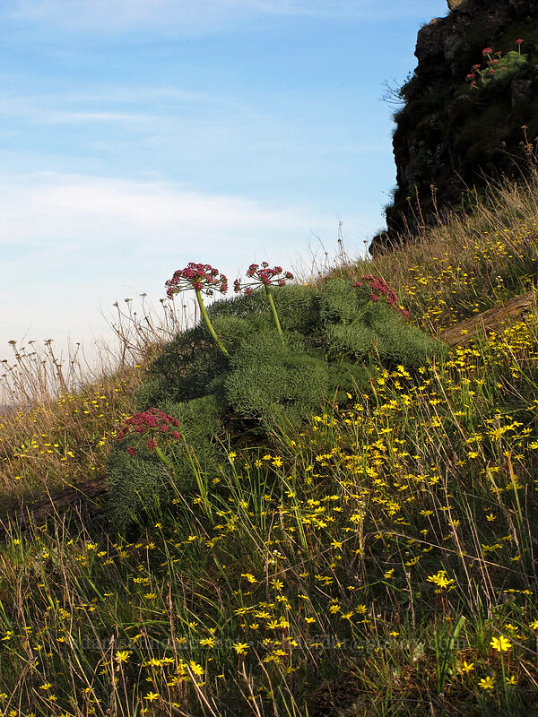gold stars & Columbia desert parsley (Crocidium multicaule, Lomatium columbianum) [Tom McCall Preserve, Wasco County, Oregon]
