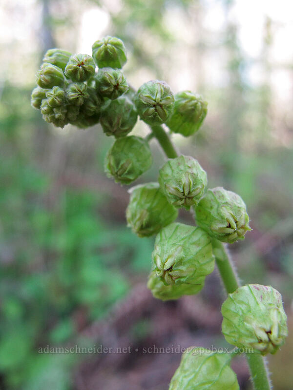 fringe-cup, budding (Tellima grandiflora) [Camassia Natural Area, West Linn, Clackamas County, Oregon]
