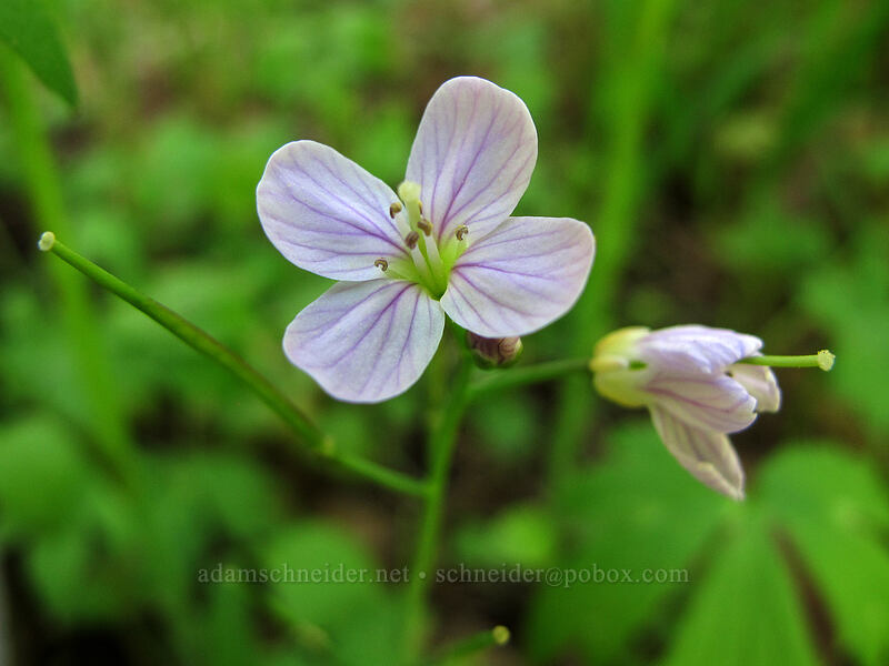 oaks toothwort (Cardamine nuttallii) [Camassia Natural Area, West Linn, Clackamas County, Oregon]