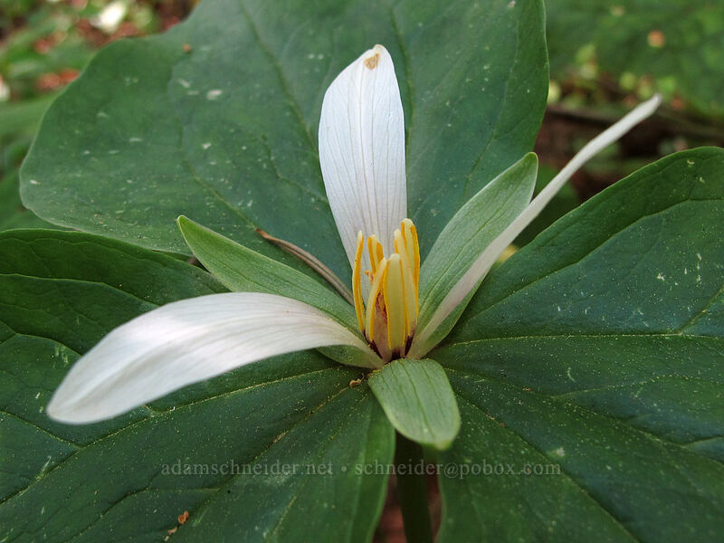 small-flowered trillium (Trillium albidum ssp. parviflorum) [Camassia Natural Area, West Linn, Clackamas County, Oregon]