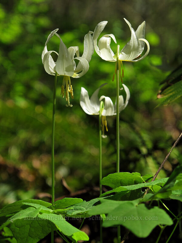 Oregon fawn-lily (Erythronium oregonum) [Camassia Natural Area, West Linn, Clackamas County, Oregon]