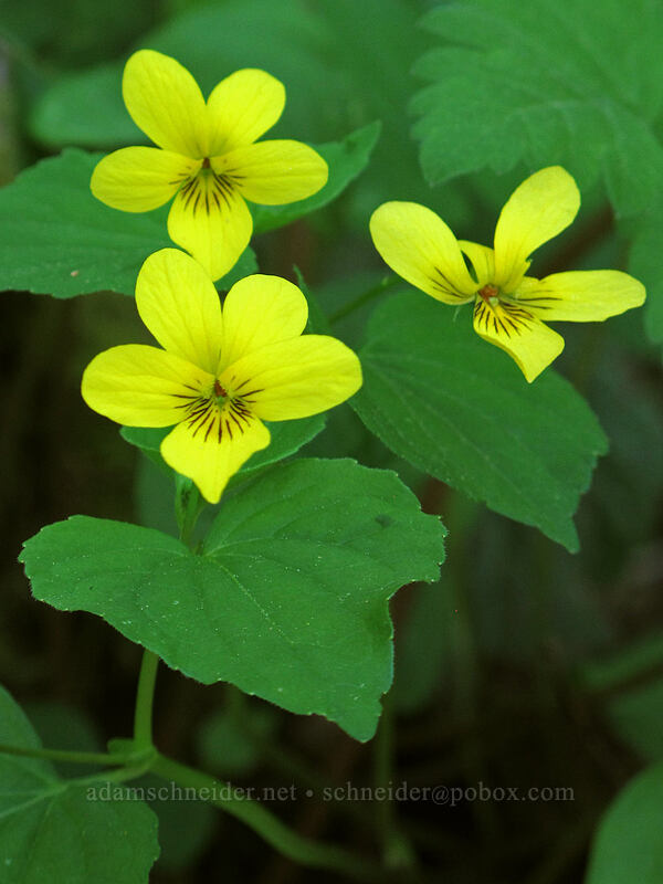 pioneer violets (Viola glabella) [Camassia Natural Area, West Linn, Clackamas County, Oregon]