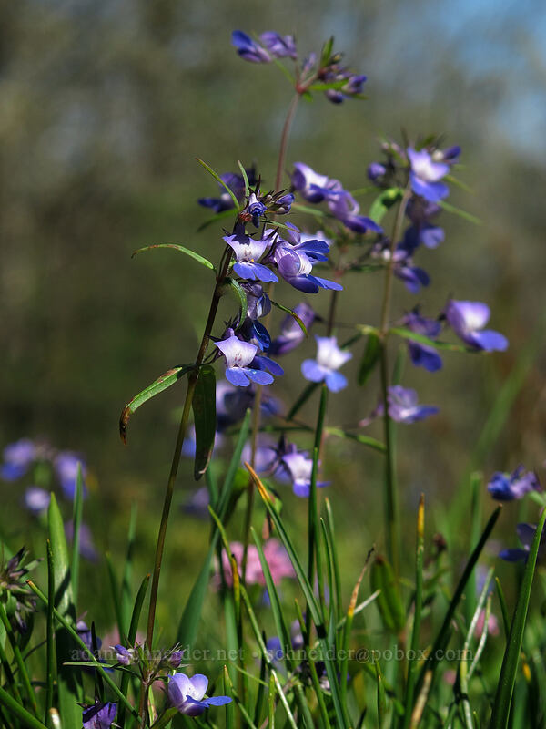 large-flowered blue-eyed-Mary (Collinsia grandiflora) [Camassia Natural Area, West Linn, Clackamas County, Oregon]