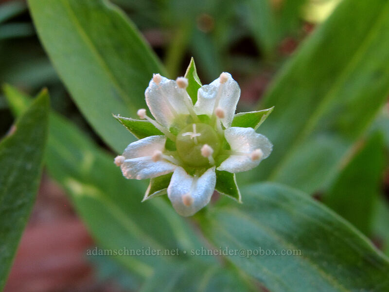 big-leaf sandwort (Moehringia macrophylla) [Camassia Natural Area, West Linn, Clackamas County, Oregon]