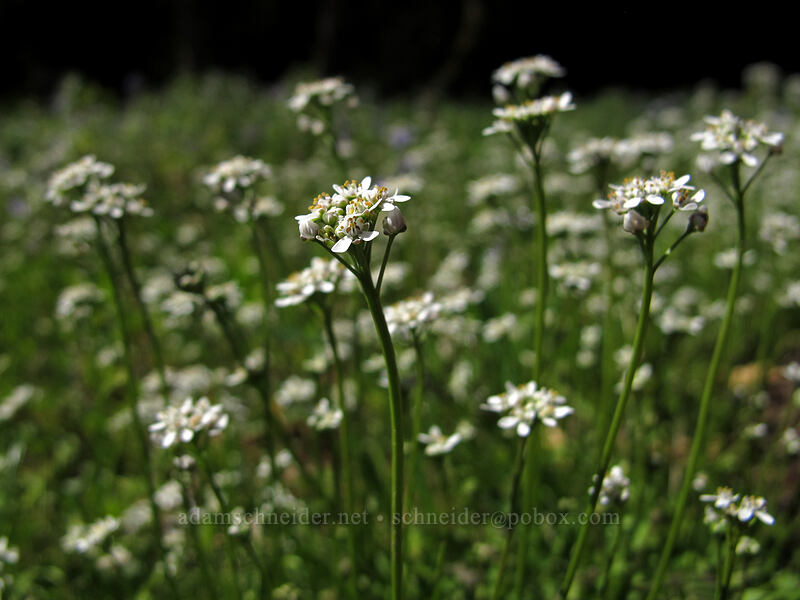 shepherd's cress (Teesdalia nudicaulis (Iberis nudicaulis)) [Camassia Natural Area, West Linn, Clackamas County, Oregon]