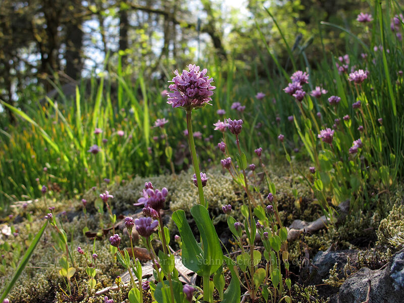 rosy plectritis (Plectritis congesta) [Camassia Natural Area, West Linn, Clackamas County, Oregon]