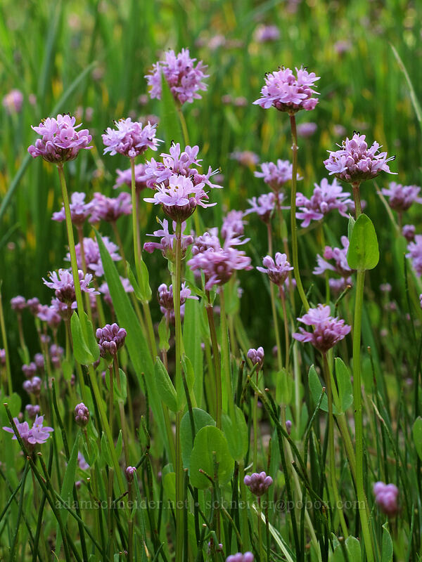 rosy plectritis (Plectritis congesta) [Camassia Natural Area, West Linn, Clackamas County, Oregon]