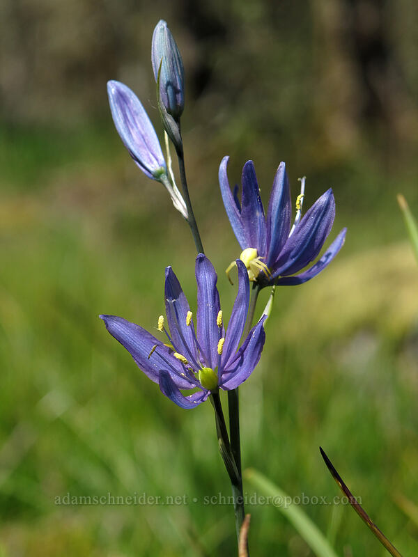 camas (Camassia quamash) [Camassia Natural Area, West Linn, Clackamas County, Oregon]