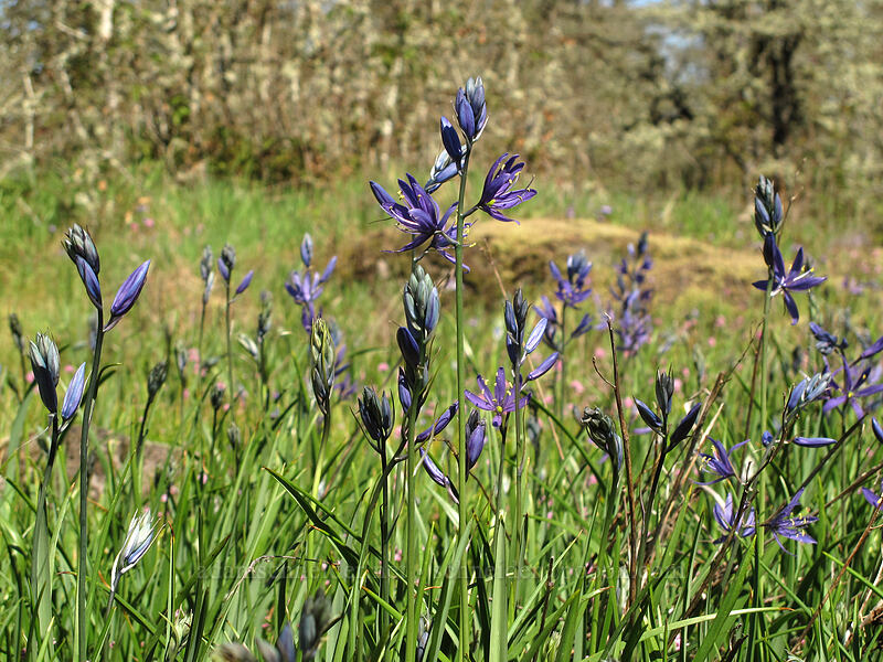 camas (Camassia quamash) [Camassia Natural Area, West Linn, Clackamas County, Oregon]