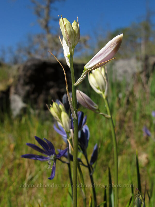white camas, budding (Camassia quamash) [Camassia Natural Area, West Linn, Clackamas County, Oregon]