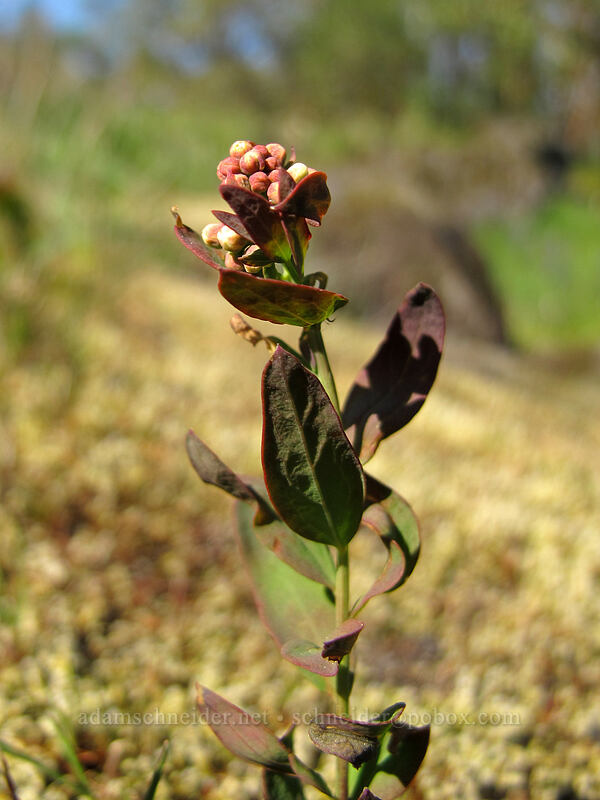 bastard toadflax, budding (Comandra umbellata) [Camassia Natural Area, West Linn, Clackamas County, Oregon]