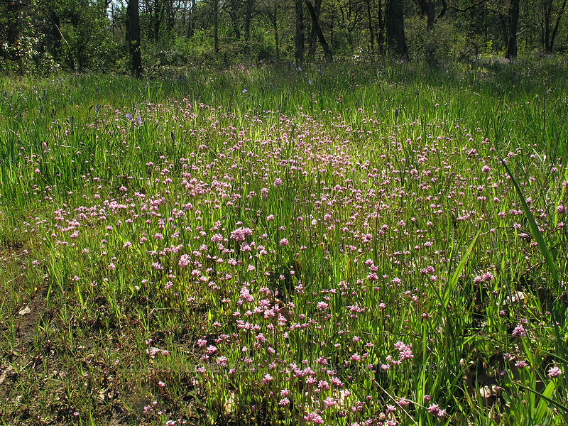 rosy plectritis (Plectritis congesta) [Camassia Natural Area, West Linn, Clackamas County, Oregon]