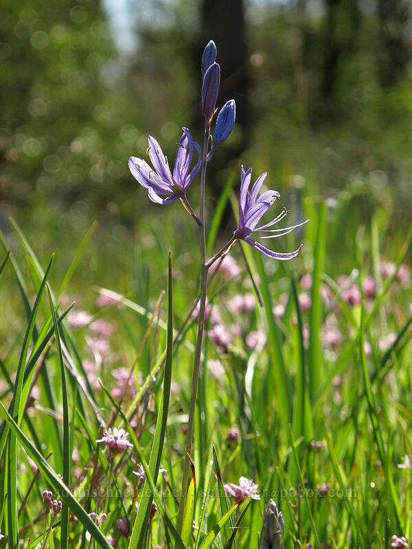 camas & rosy plectritis (Camassia quamash, Plectritis congesta) [Camassia Natural Area, West Linn, Clackamas County, Oregon]