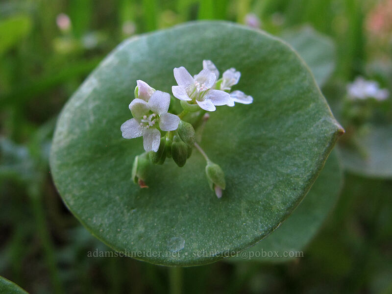 miner's lettuce (Claytonia perfoliata) [Camassia Natural Area, West Linn, Clackamas County, Oregon]