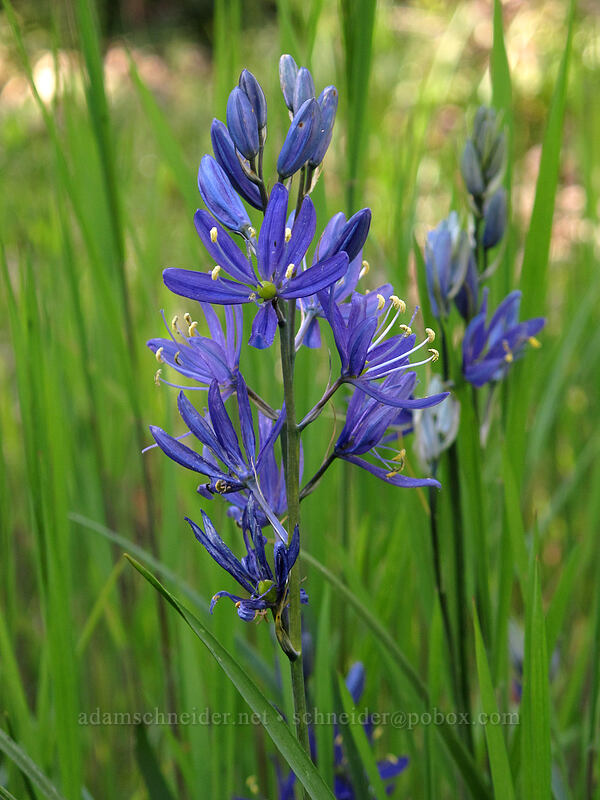 camas (Camassia quamash) [Camassia Natural Area, West Linn, Clackamas County, Oregon]