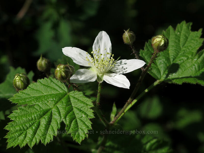 trailing blackberry (Rubus ursinus) [Camassia Natural Area, West Linn, Clackamas County, Oregon]
