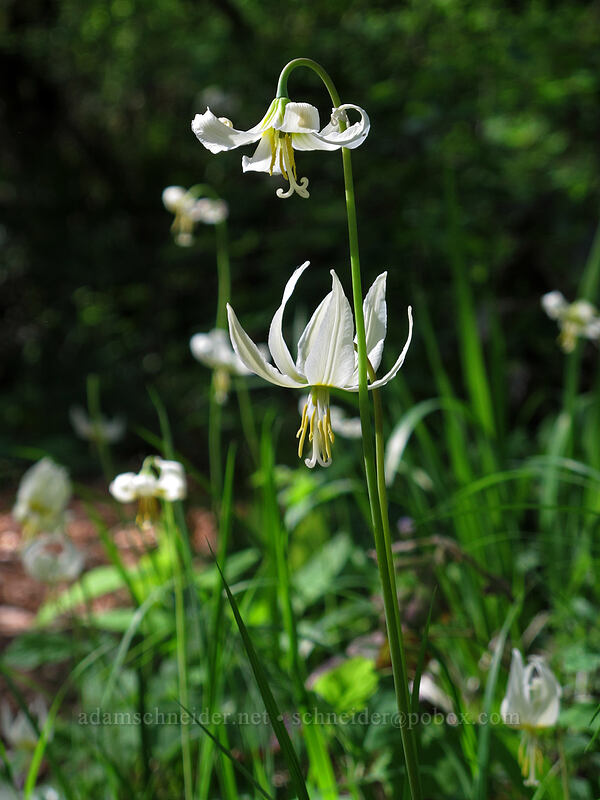 Oregon fawn-lily (Erythronium oregonum) [Camassia Natural Area, West Linn, Clackamas County, Oregon]
