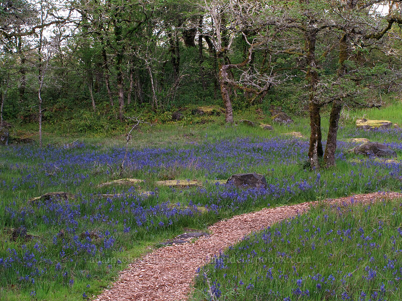 trail through camas (Camassia quamash) [Camassia Natural Area, West Linn, Clackamas County, Oregon]