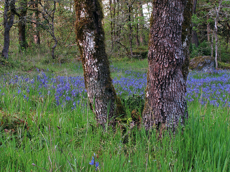 camas & oak trees (Camassia quamash) [Camassia Natural Area, West Linn, Clackamas County, Oregon]