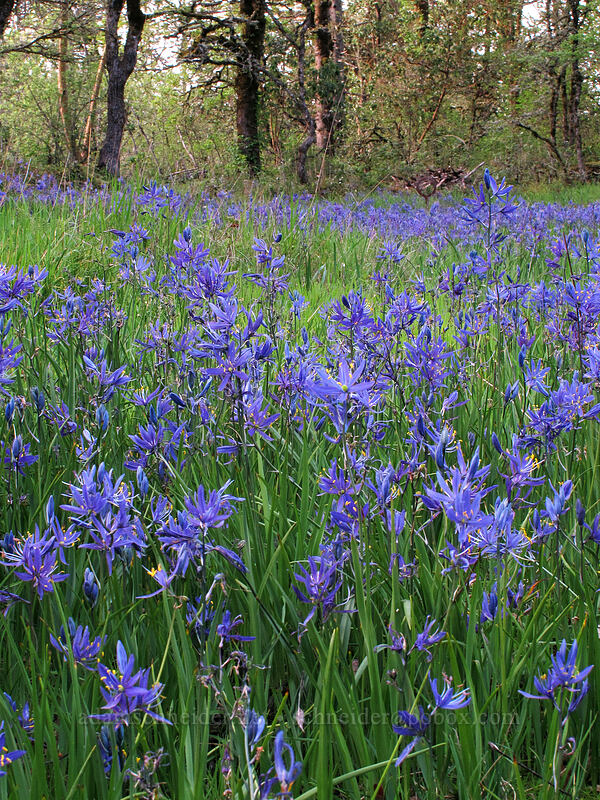 camas (Camassia quamash) [Camassia Natural Area, West Linn, Clackamas County, Oregon]