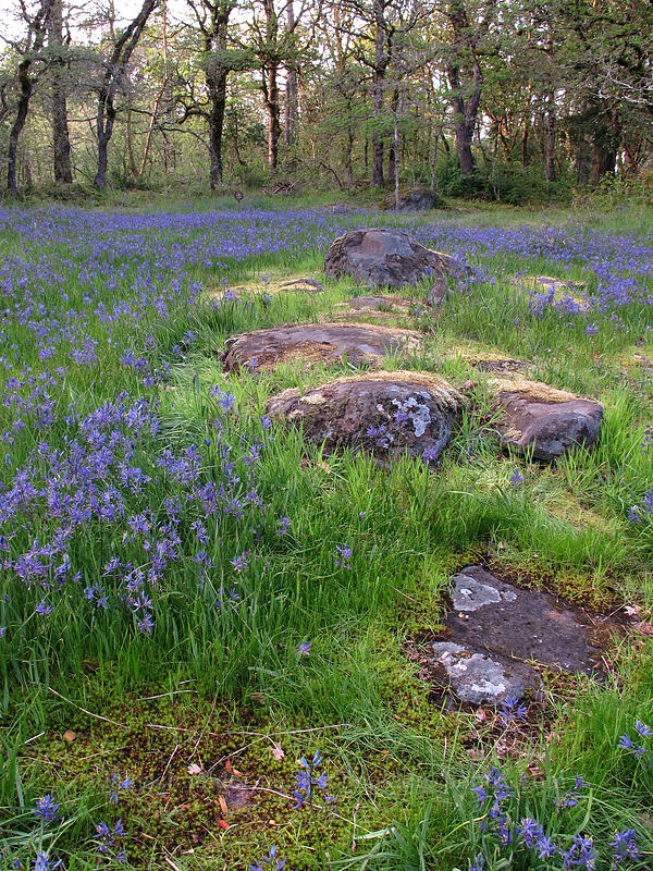 camas & rock outcrops (Camassia quamash) [Camassia Natural Area, West Linn, Clackamas County, Oregon]