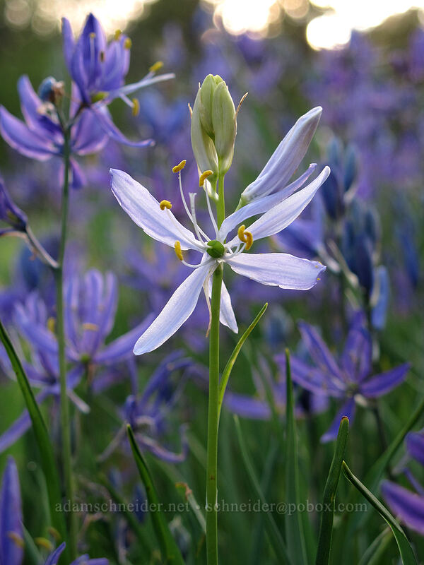 white camas (Camassia quamash) [Camassia Natural Area, West Linn, Clackamas County, Oregon]