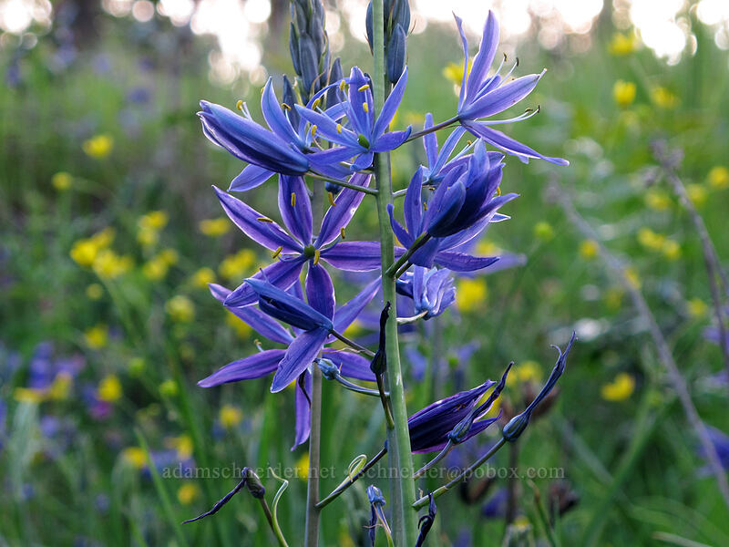 great camas & buttercups (Camassia leichtlinii ssp. suksdorfii, Ranunculus occidentalis) [Camassia Natural Area, West Linn, Clackamas County, Oregon]
