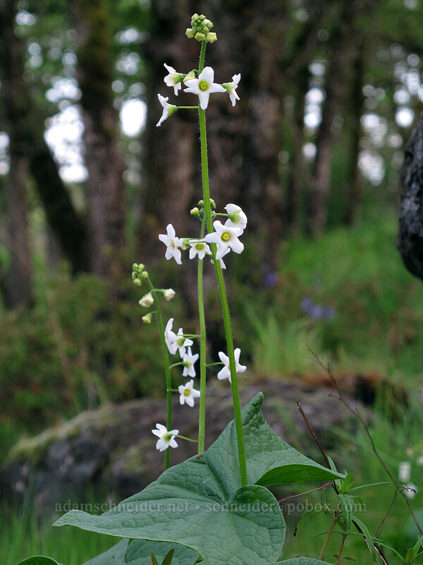 manroot (wild cucumber) (Marah oregana (Marah oreganus)) [Camassia Natural Area, West Linn, Clackamas County, Oregon]